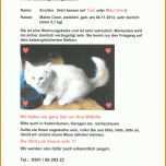 Rühren Katze Vermisst Vorlage 1700x2333