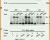 Beeindruckend Cmr Pdf Vorlage 850x962