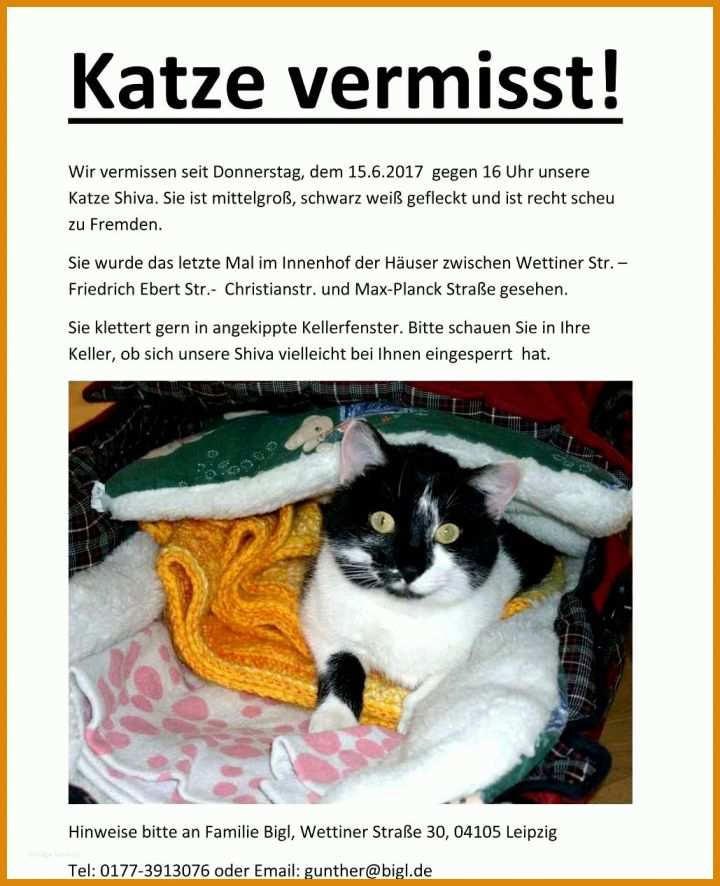 Einzahl Vermisstenanzeige Katze Vorlage 1029x1266