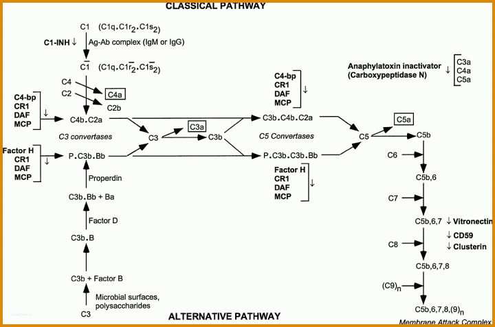 Usenet Kündigen Vorlage Usenet Kundigen Email Beispiel Vaccines Containing De N Acetyl Sialic Acid Elicit Antibo S