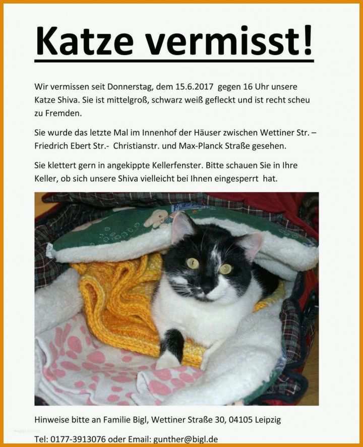 Selten Katze Vermisst Vorlage 1029x1266