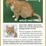 Unvergleichlich Katze Vermisst Vorlage 875x1190