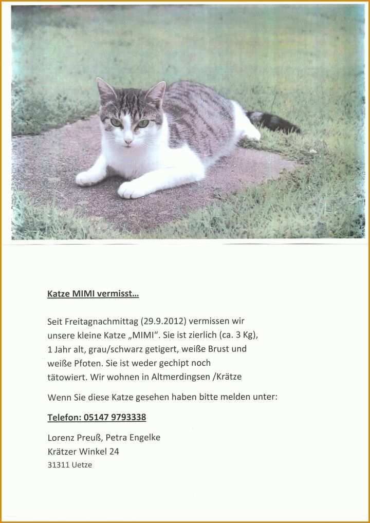 Überraschen Vermisstenanzeige Katze Vorlage 2481x3508