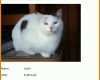 Faszinierend Katze Vermisst Vorlage 900x1242
