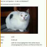 Faszinierend Katze Vermisst Vorlage 900x1242