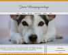 Selten Hunde Homepage Vorlagen 800x495