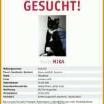 Überraschend Vermisstenanzeige Katze Vorlage 888x930