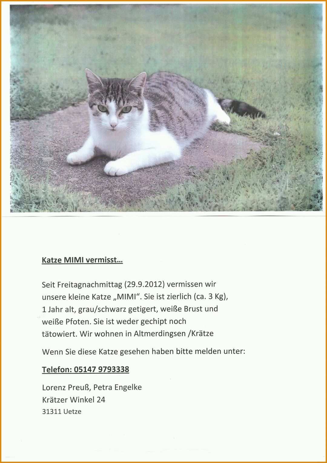 Überraschend Vermisstenanzeige Katze Vorlage 2481x3508