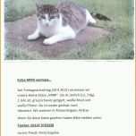 Überraschend Vermisstenanzeige Katze Vorlage 2481x3508
