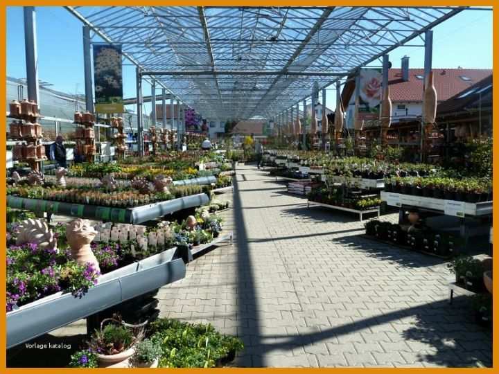 Atemberaubend Pflanze Der Woche Berichtsheft Vorlage 800x600