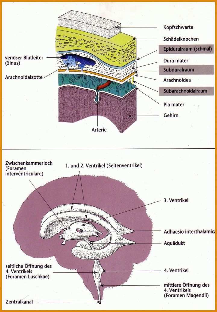 Fantastisch Anamnese Fragebogen Vorlage 1141x1638