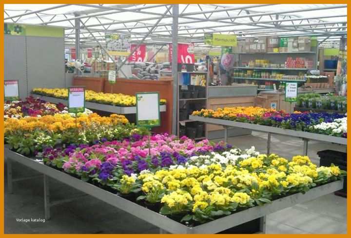 Schockierend Pflanze Der Woche Berichtsheft Vorlage 885x600