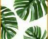 Bemerkenswert Palmenblatt Vorlage 736x936