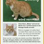 Spezialisiert Vermisstenanzeige Katze Vorlage 875x1190