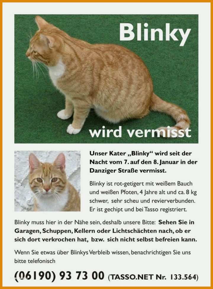 Bemerkenswert Vermisstenanzeige Katze Vorlage 875x1190