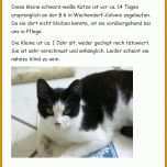 Ausgezeichnet Katze Vermisst Vorlage 775x1060