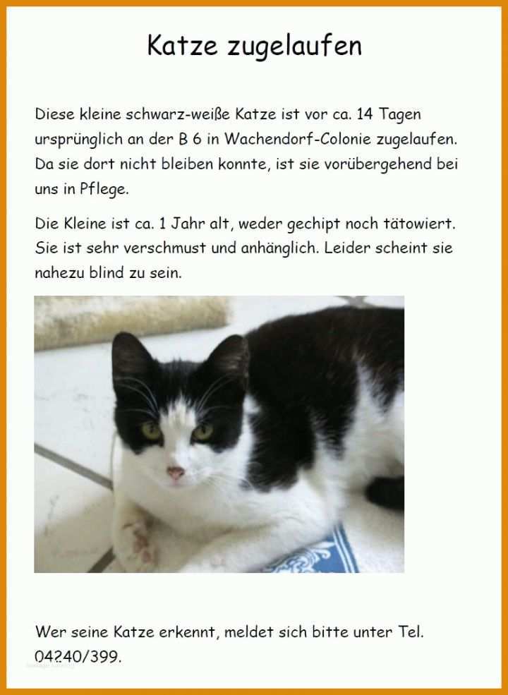 Faszinieren Katze Vermisst Vorlage 775x1060